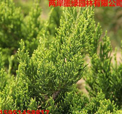 龙柏树2米4的多少钱 威海10年树龄的龙柏树多少钱一颗 有没有买的
