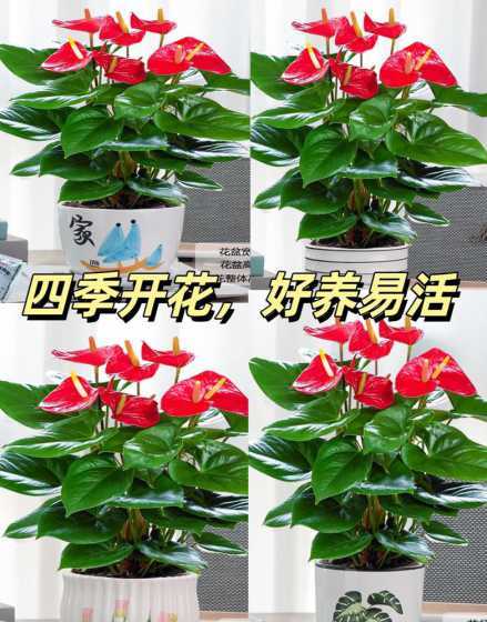 为什么红掌不能放室内 家里为什么不能养红掌 原因是什么