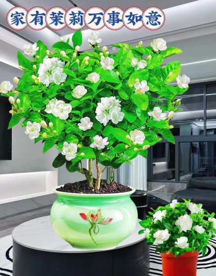 盆栽茉莉花用什么土壤 茉莉花适合什么土种植