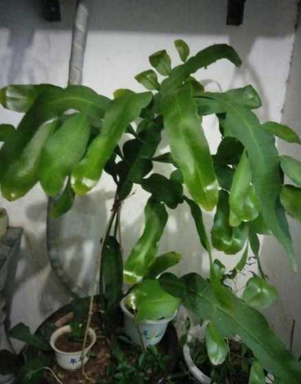 昙花为什么不爱开花呢 昙花不开花是什么原因