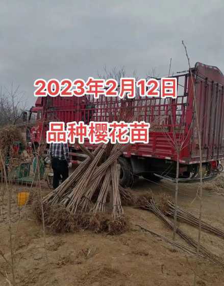 广东哪里有樱花苗出售 哪里有樱花树苗