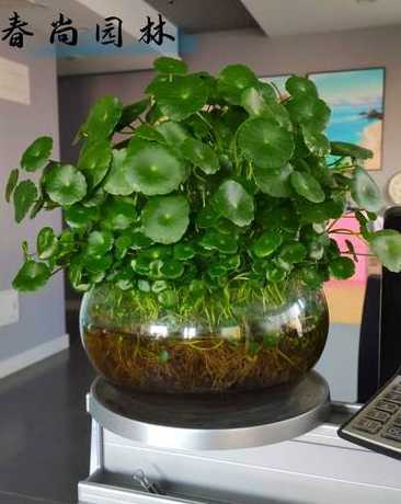 金钱草在水里怎么养殖 水培金钱草可以养鱼吗