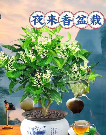 夜来香怎么样进行水培 请问这是什么花习性是什么怎么样