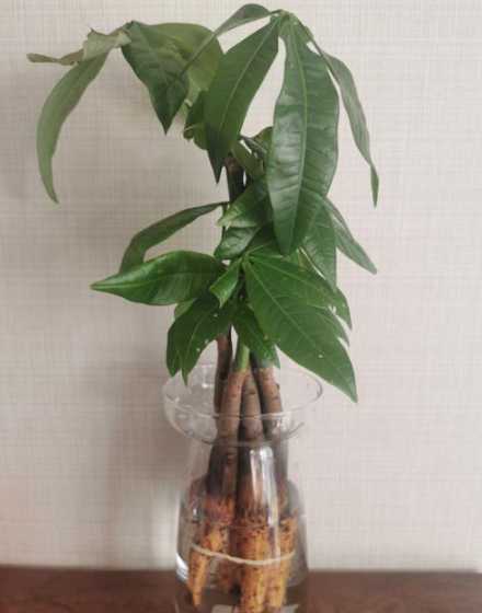 剪枝的摇钱树怎么水培 摇钱树水培多久生根杀菌摇钱树水培多长时间生根杀菌
