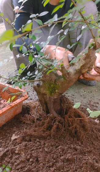 榔榆盆栽怎么养殖技术 小叶榔榆盆景怎么养殖