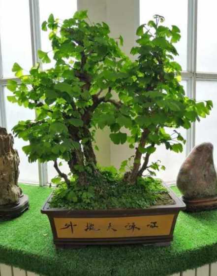 广西什么树可以做盆景 什么树做盆景最值钱