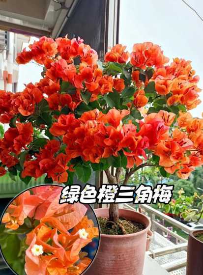 封闭阳台怎么养三角梅 三角梅阳台养殖方法