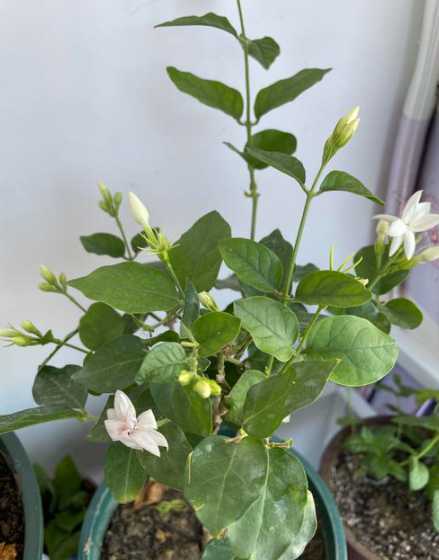 茉莉北方冬天怎么过冬 茉莉北方能室外过冬吗