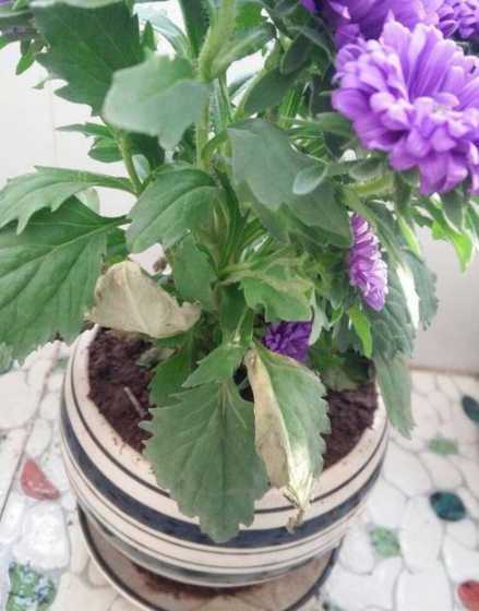 雏菊的叶子为什么会蔫 雏菊叶子蔫了怎么办