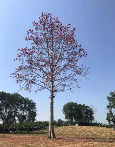 木棉喜欢长在什么地方 木棉树喜欢长在南方是因为什么