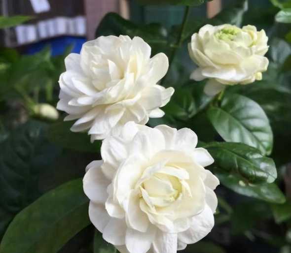 虎头茉莉为什么不爱长 虎头茉莉怎么修剪 虎头茉莉修剪方法