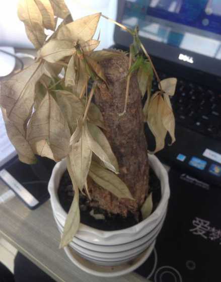 发财树为什么树干干枯 我的发财树叶子,树干发黄什么原因