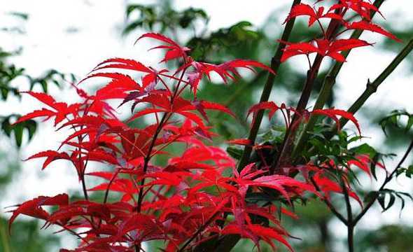 美国红枫什么季节修剪 美国红枫苗木种植时,如何进行修剪