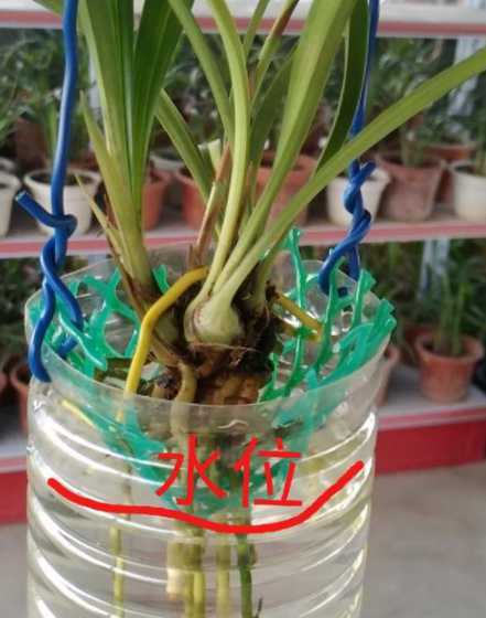 兰花怎么水培养殖方法 兰花水培怎么养殖