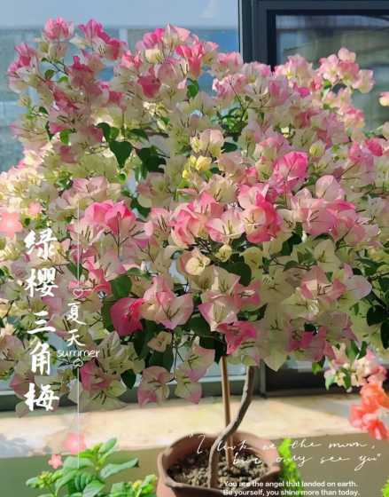三角梅开花为什么绿色 绿色三角梅为什么它的花会变色