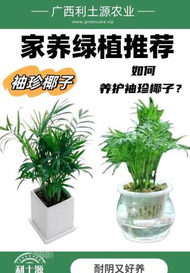 袖珍小椰子盆栽怎么养 袖珍椰子树怎么养