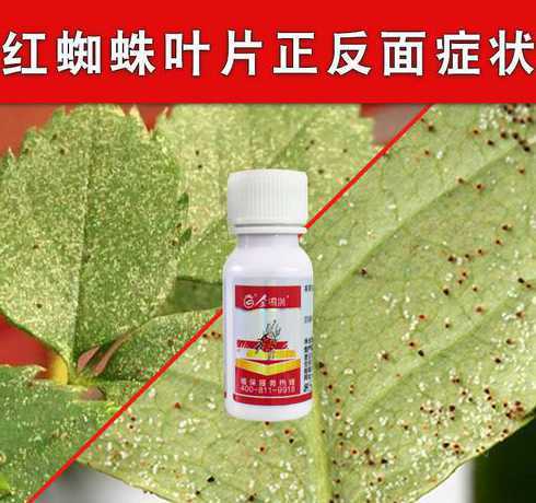 花红蜘蛛了用什么有效 家里的花有红蜘蛛怎么去除