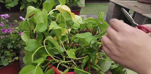 绿萝发黄的叶子怎么剪 绿萝叶子发黄如何剪除