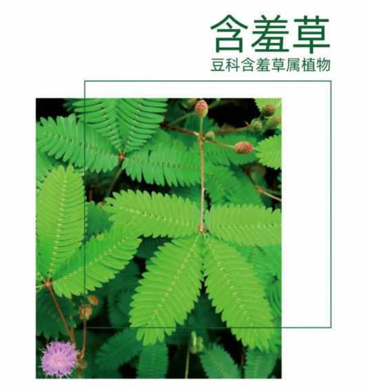 含羞草为什么叫这名字 含羞草的名字由来是什么