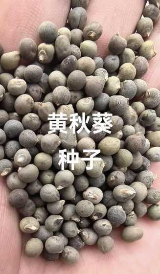 黄秋葵种子多少钱一斤 一亩地需要多少黄秋葵种子
