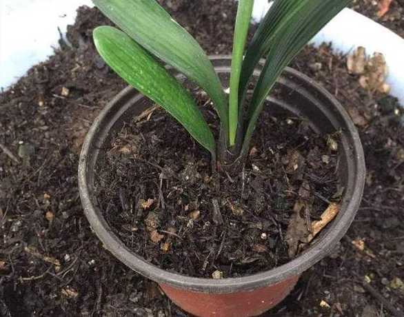 怎么才能把盆栽土变轻 榴莲小盆栽怎么种植