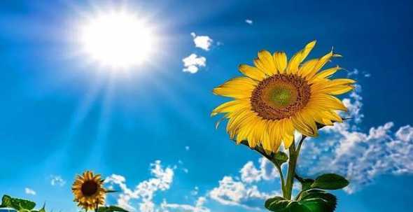 向阳花为什么总向太阳 为什吗向日葵、总是面朝太阳呢