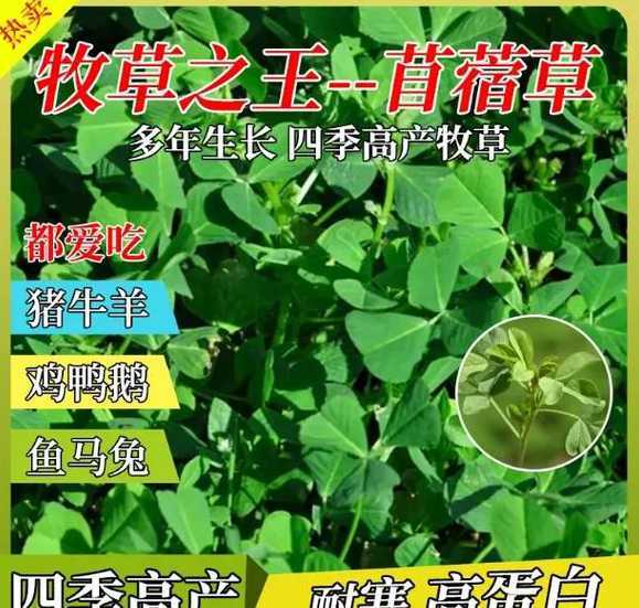 甜高粱牧草种子哪里有 成都哪里有卖牧草种子墨西哥玉米等