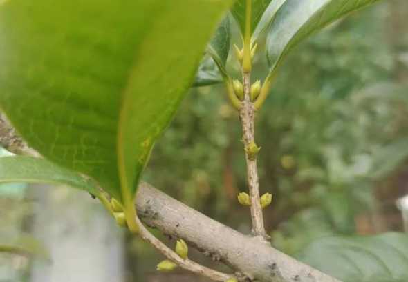 桂花的花长在什么部位 为什么桂花的花都是长在叶子的背面