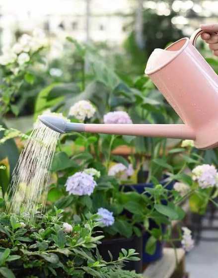 给花浇水多了会怎么样 花浇水浇多了怎么办