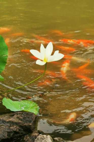 夏天在池塘里有什么花 夏天开的花有哪些