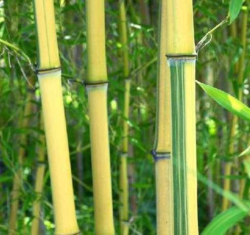 金镶玉竹每平方多少株 竹子的养殖方法