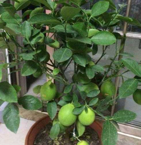 柠檬盆栽冬天怎么浇水 香水柠檬耐寒最低温度(柠檬树盆栽冬天怎么养)