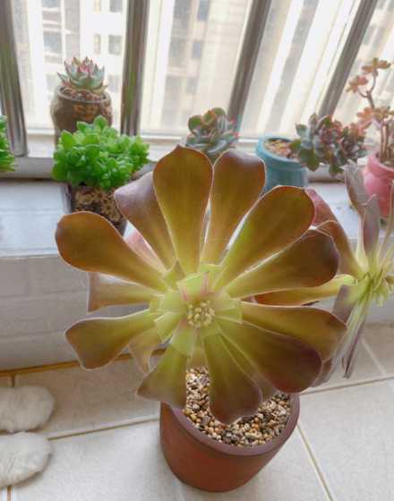 法师秋季什么时候浇水 入秋后的法师第一次浇水怎么浇