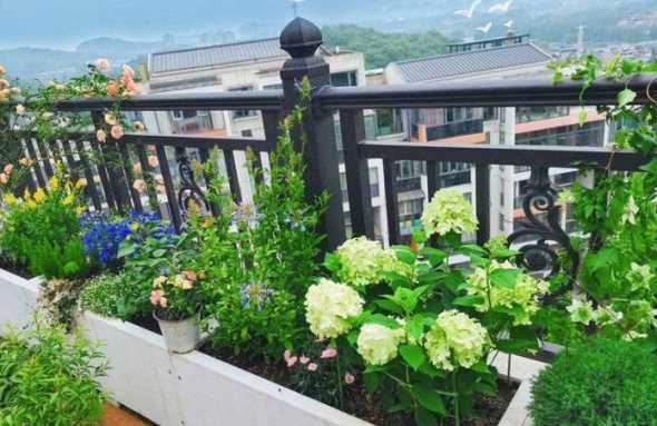 别墅露台适合养什么花 别墅花园种什么树好