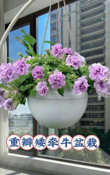 重瓣矮牵牛夏天怎么养 重瓣矮牵牛怎么过冬