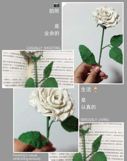 路易十四玫瑰怎么分辨 路易十四和玫瑰花有什么区别