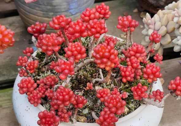 多肉红浆果寓意是什么 多肉植物红色浆果怎么养