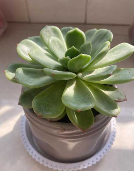 多肉叶子散开怎么补救 多肉植物叶子断了怎么办(嫩牙 )