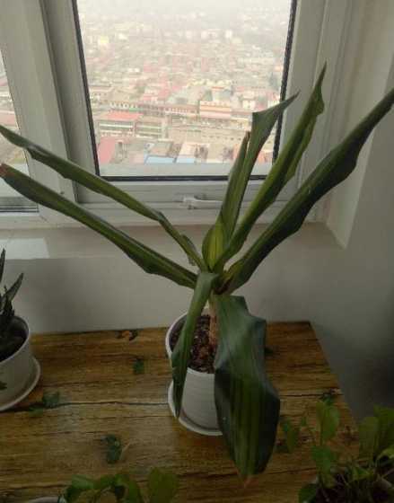 我养的花为什么卷叶子 兰花卷叶子是怎么回事怎么救