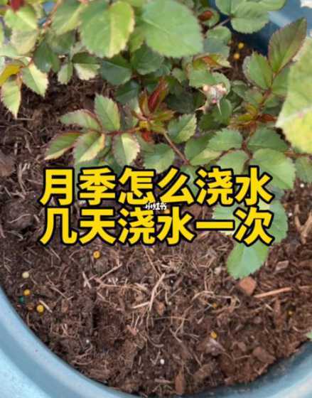 冬天盆栽月季怎么浇水 月季怎样浇水