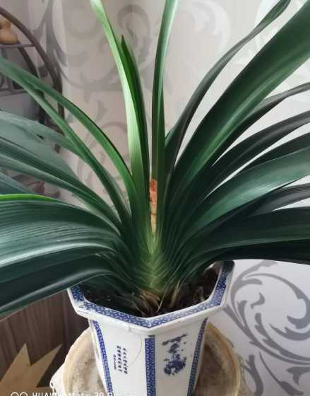 君子兰开花夹箭为什么 君子兰开花为什么夹箭