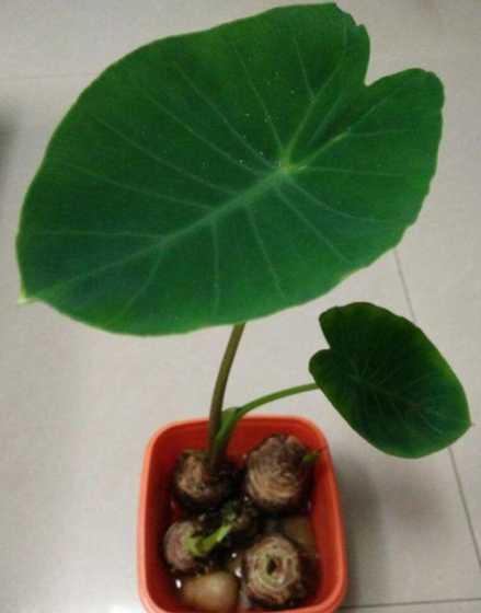 芋头怎么养才能长叶子 芋头应该怎么种植如何管理才能达到高产