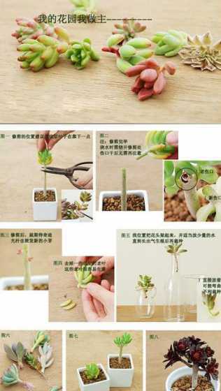 多肉的花怎么繁殖方法 多肉剪下来的花剑怎么繁殖