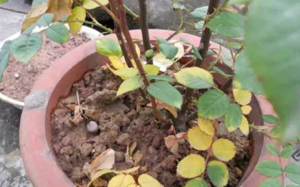 玫瑰叶子发黄怎么解决 玫瑰花叶子发黄干枯怎么办