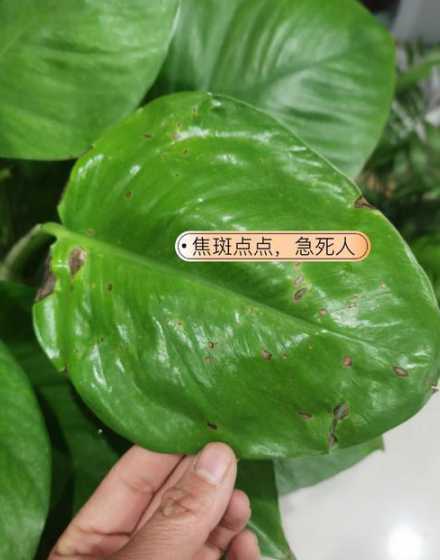 绿萝柱叶子发黄怎么办 绿萝叶子有黄斑怎么办