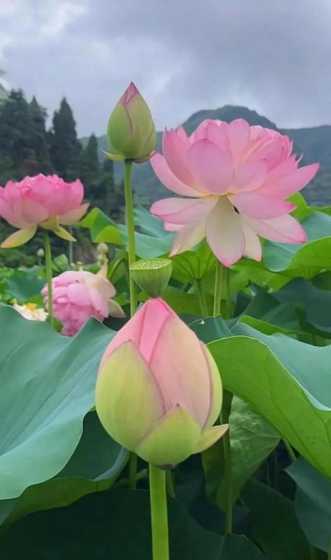 夏天可以用什么花表示 夏天的花朵有哪些