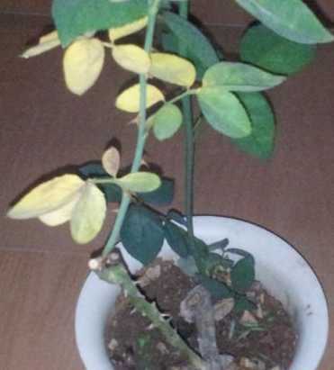 盆栽玫瑰不长怎么回事 盆栽玫瑰花叶子蔫蔫的,是怎么回事呢