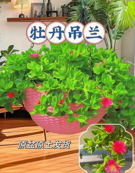 牡丹吊兰怎么土里扦插 牡丹吊兰10月份扦插可以吗 牡丹吊兰怎么插扦容易成活