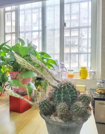 仙人球为什么能生长花 仙人球为什么会开花
