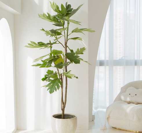 盆栽对家里有什么好处 室内摆放盆栽有什么好处